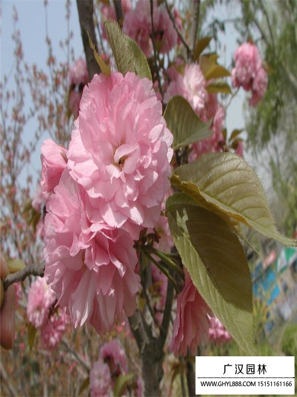 福建山樱花