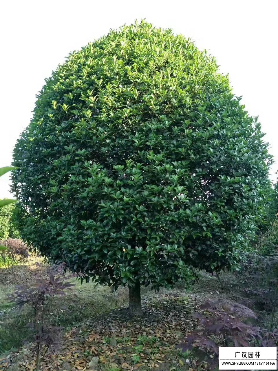 桂花树