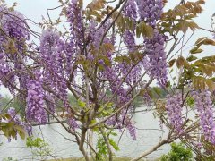 紫藤树适合在哪里种植