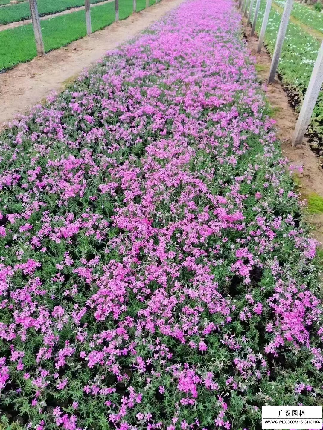 芝樱