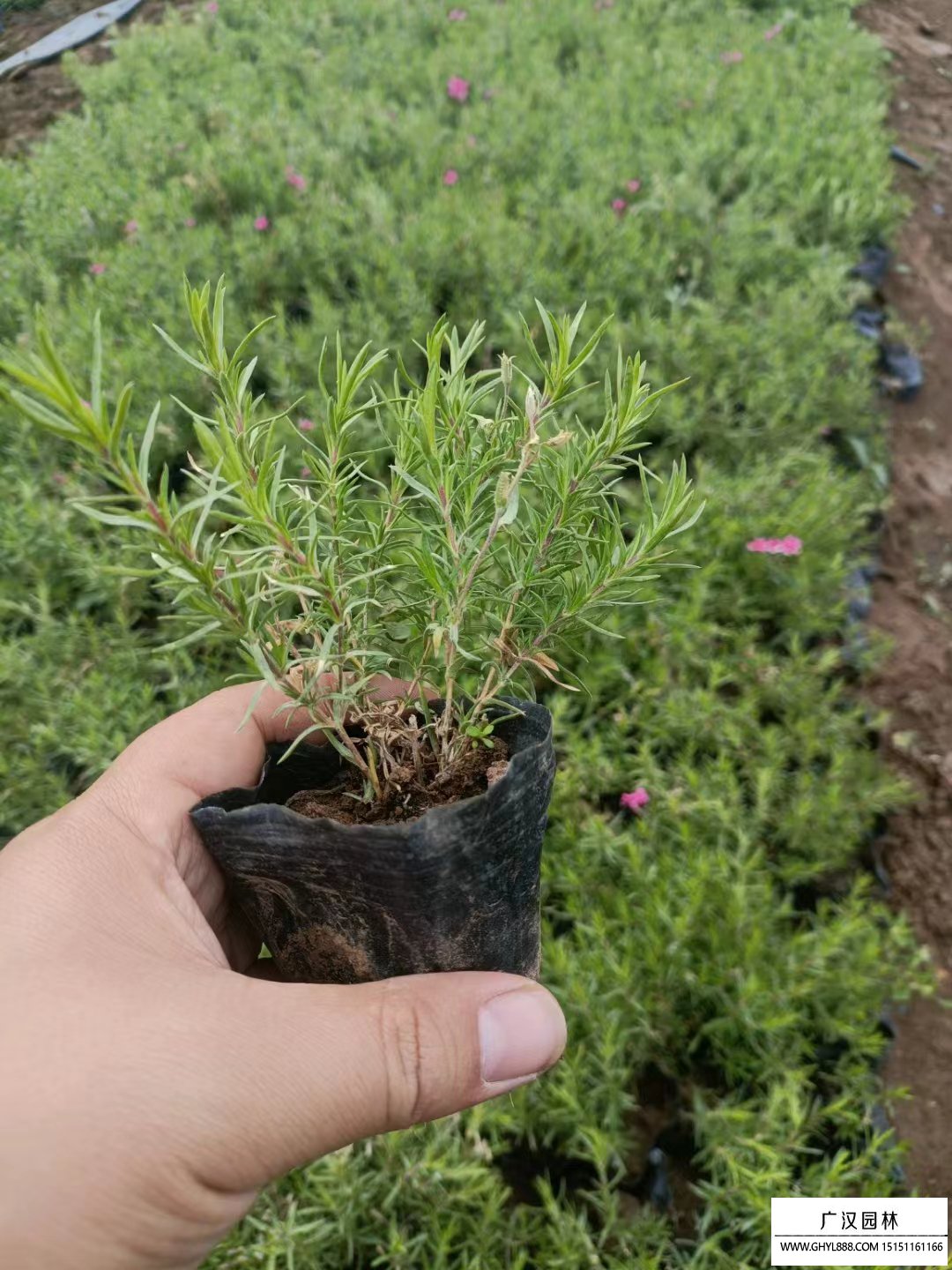 芝樱
