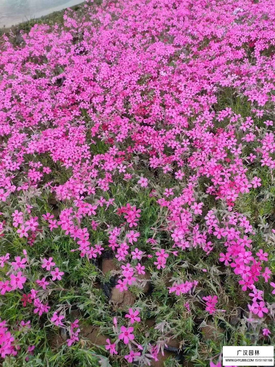 芝樱