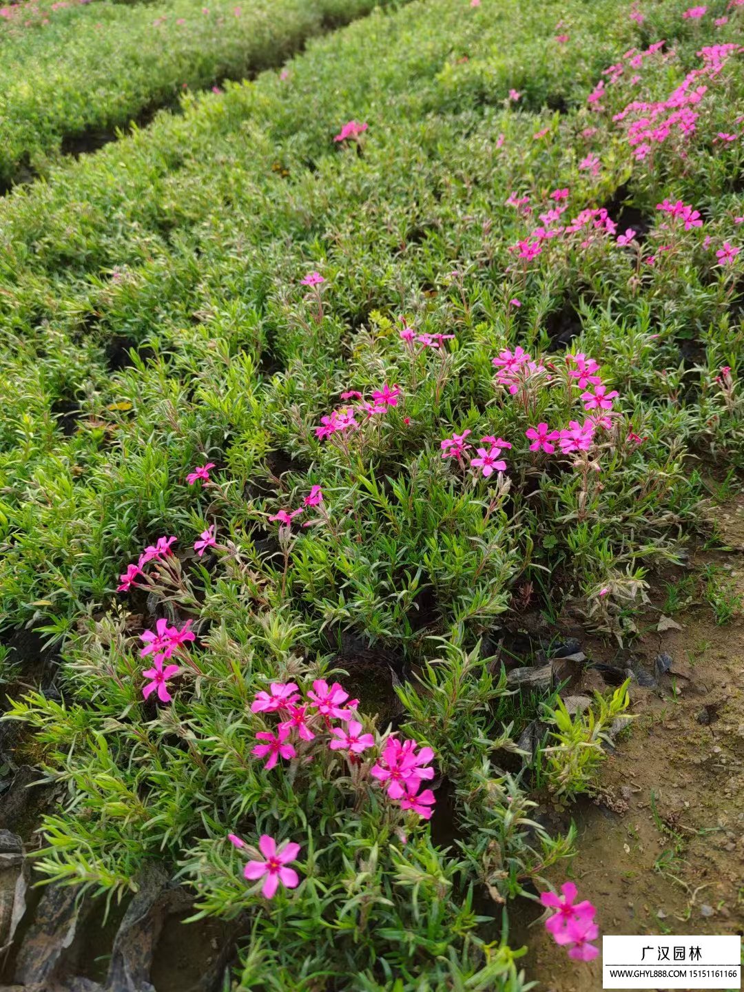 芝樱