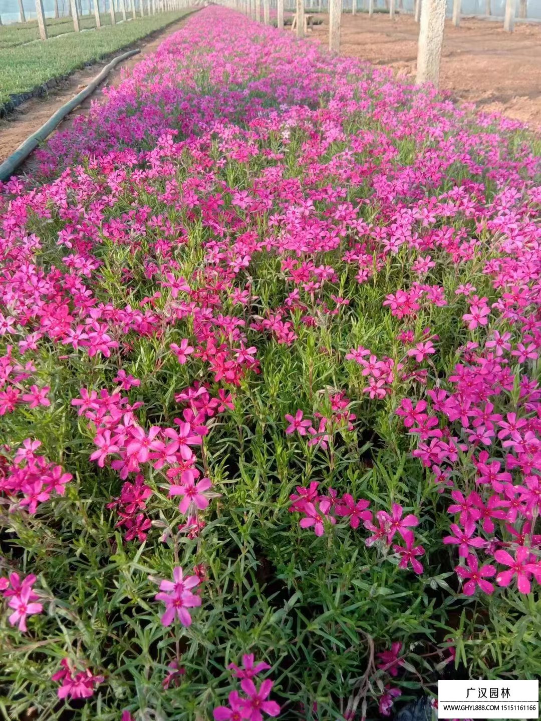 芝樱