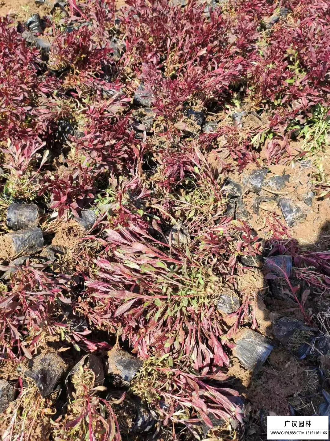 山桃草