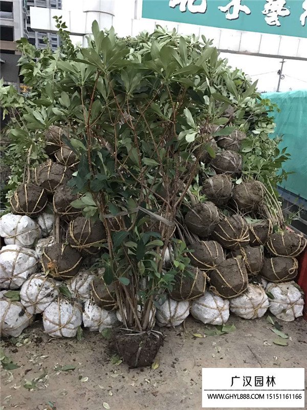 结香花