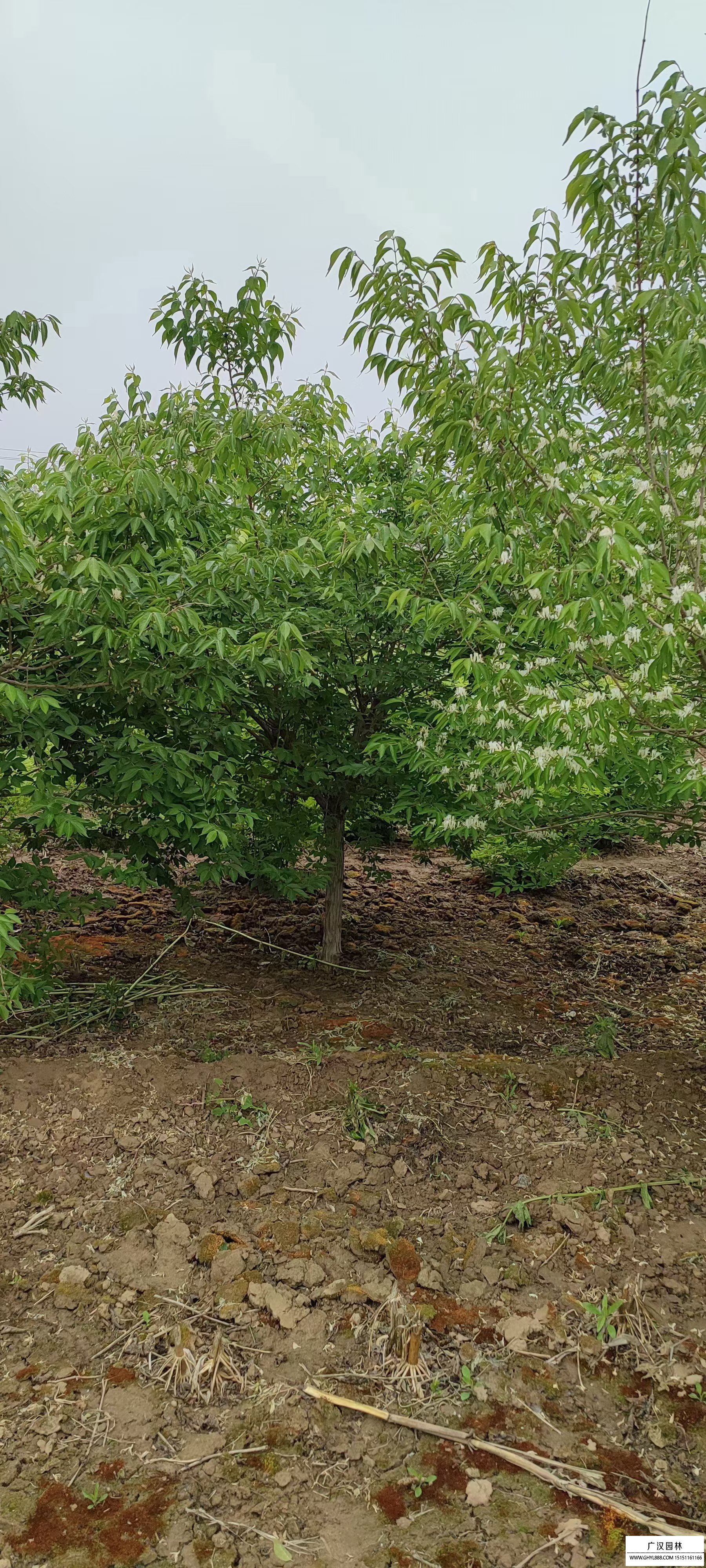 金银木盆景图片