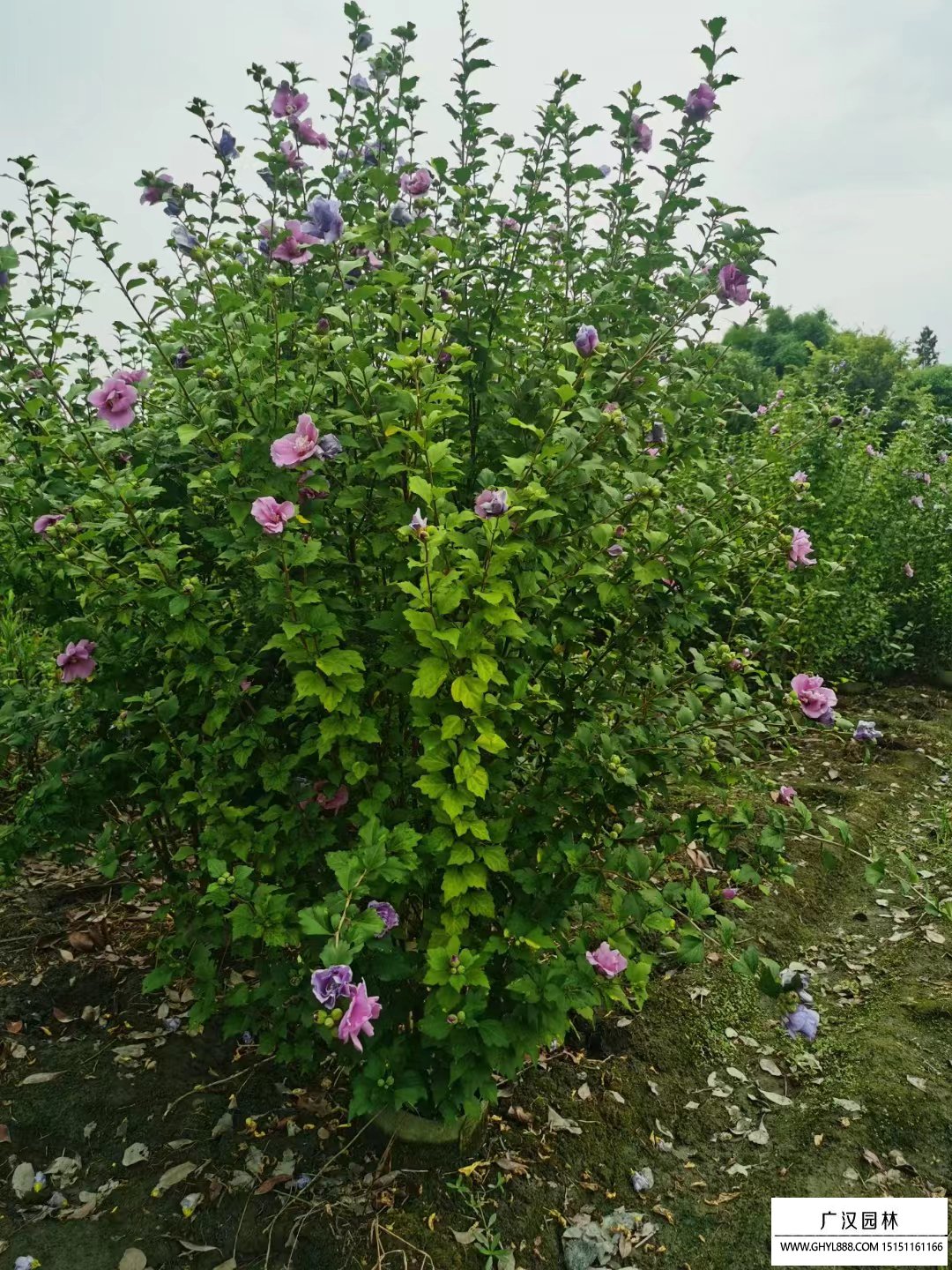 有,榉树,朴树,大叶女贞,广玉兰,美国红枫,栾树,五角枫,乌桕树,重阳木