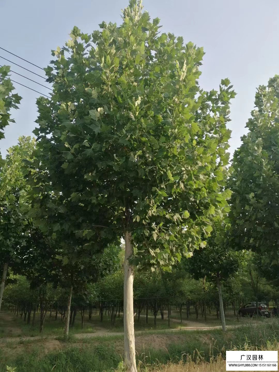 法桐树的特点(法桐树的特点和外形)