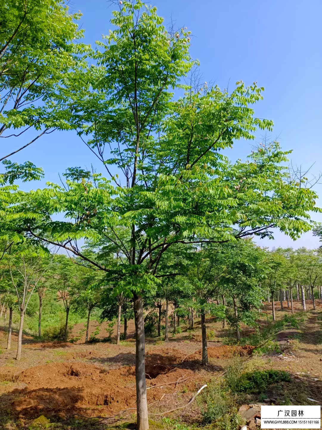 「栾树」栾树图片_价格表_基地-沭阳县广汉园林苗木场