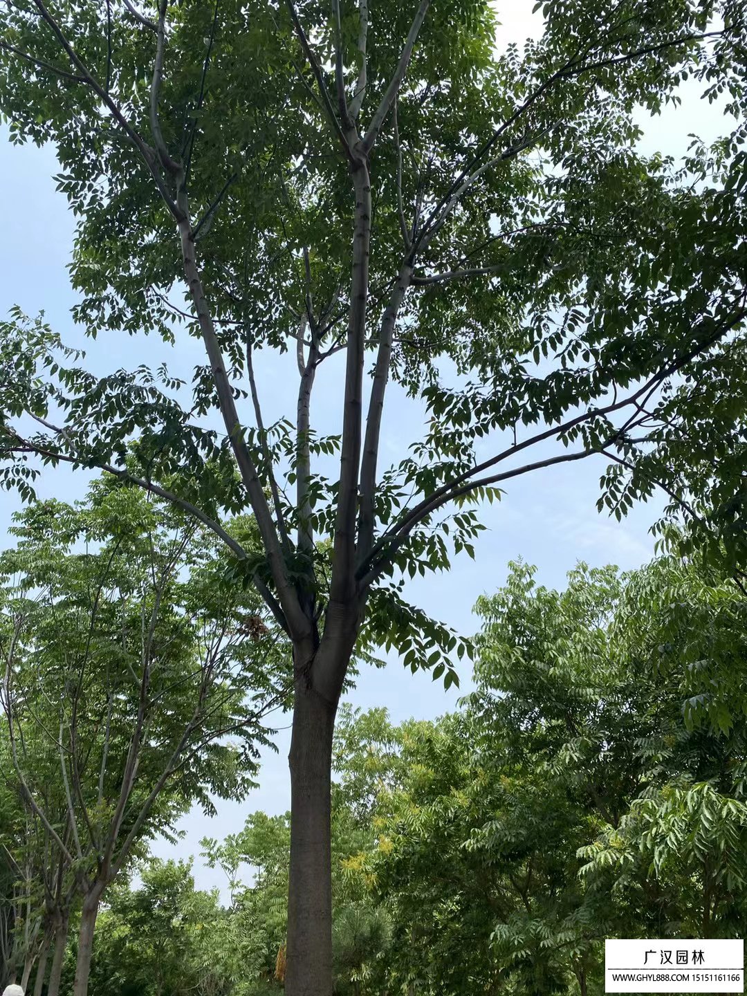 栾树生长于石灰石风化产生的钙基土壤中,耐寒,在中国只分布在黄河流域
