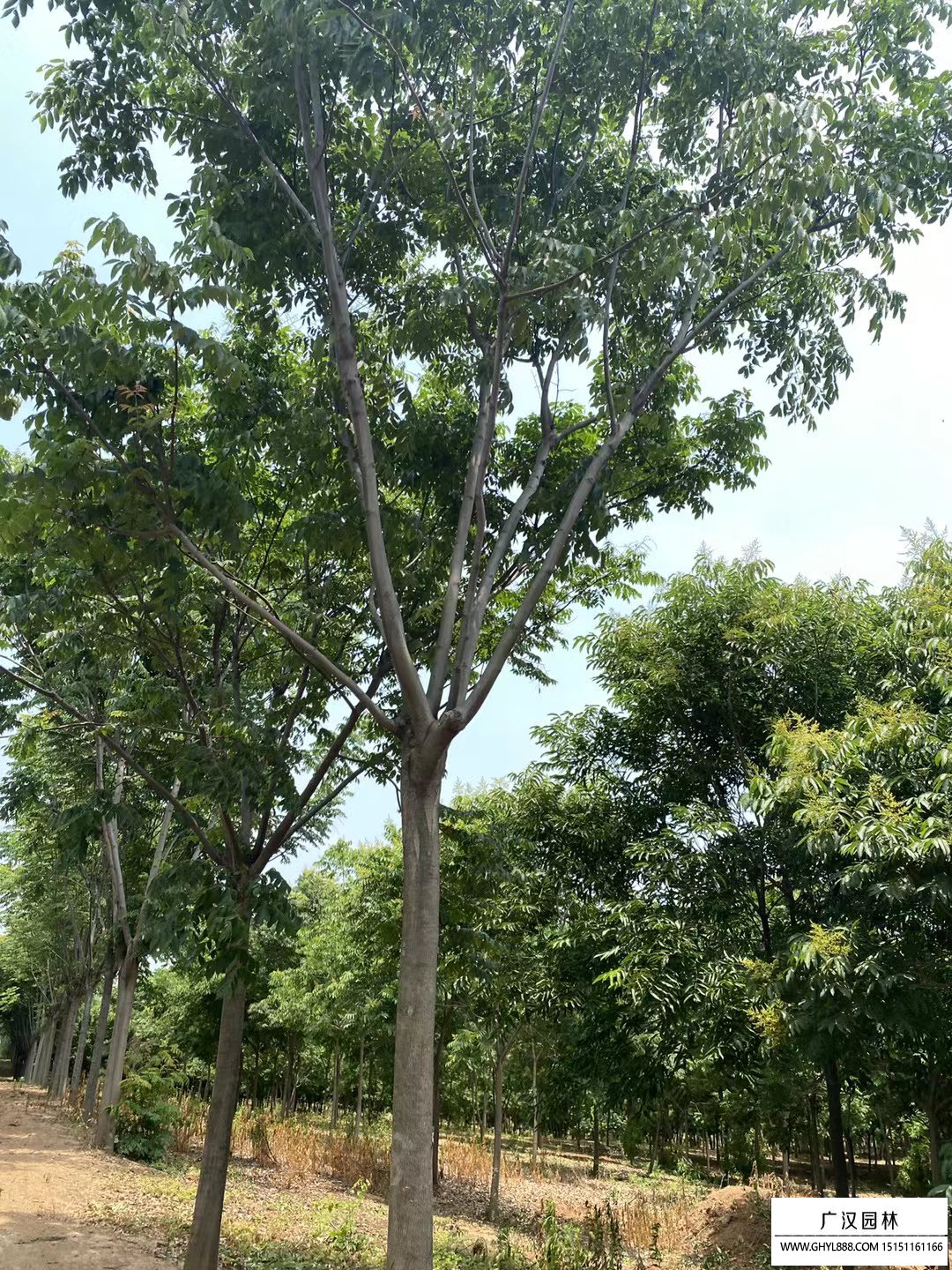 「栾树」栾树图片_价格表_基地-沭阳县广汉园林苗木场