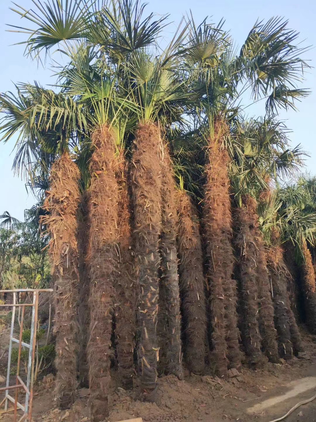 棕榈树 (7).jpg