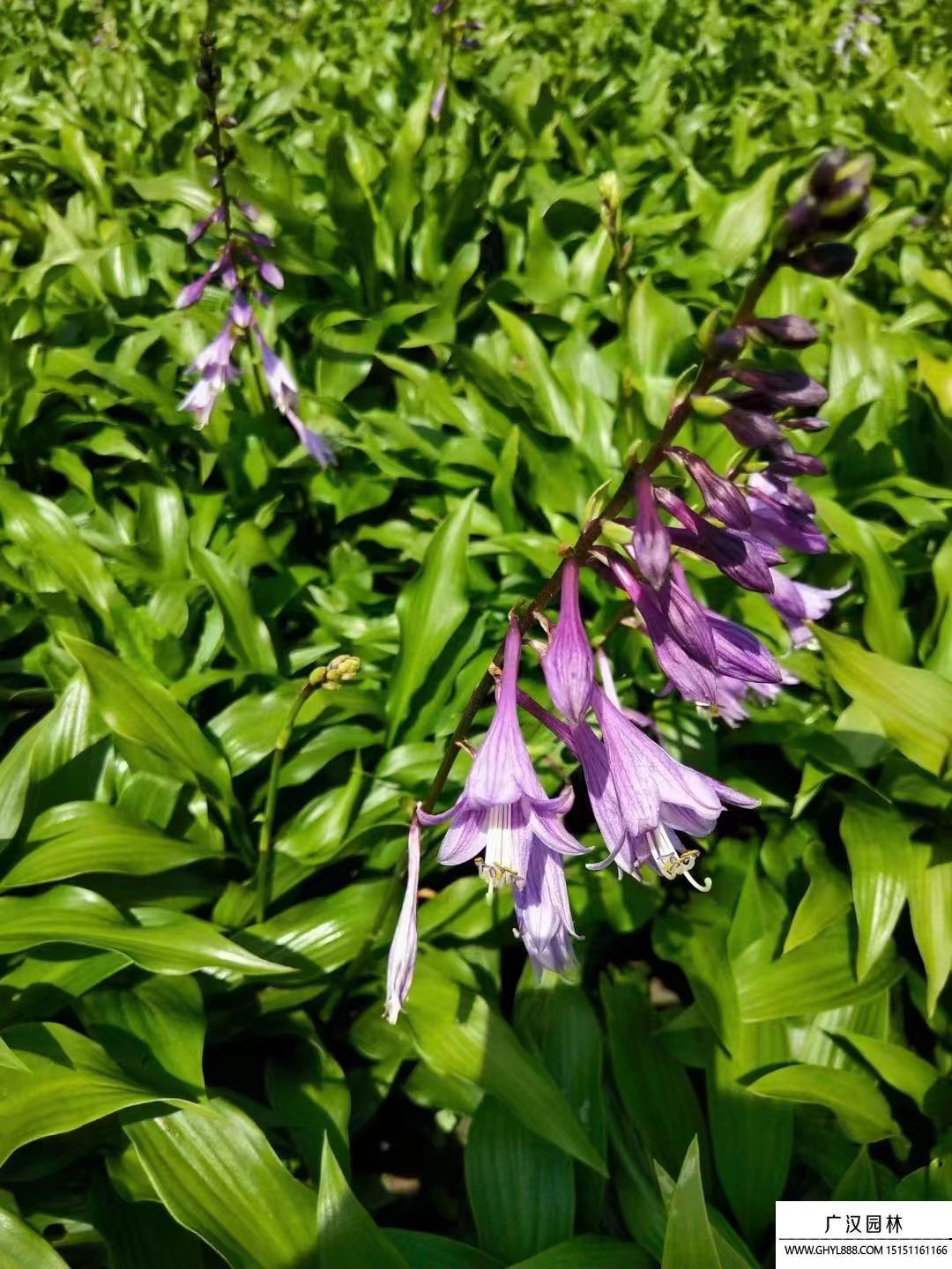 紫花玉簪在几月份开花