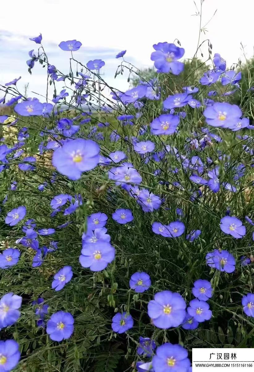 蓝花亚麻长什么样子图片