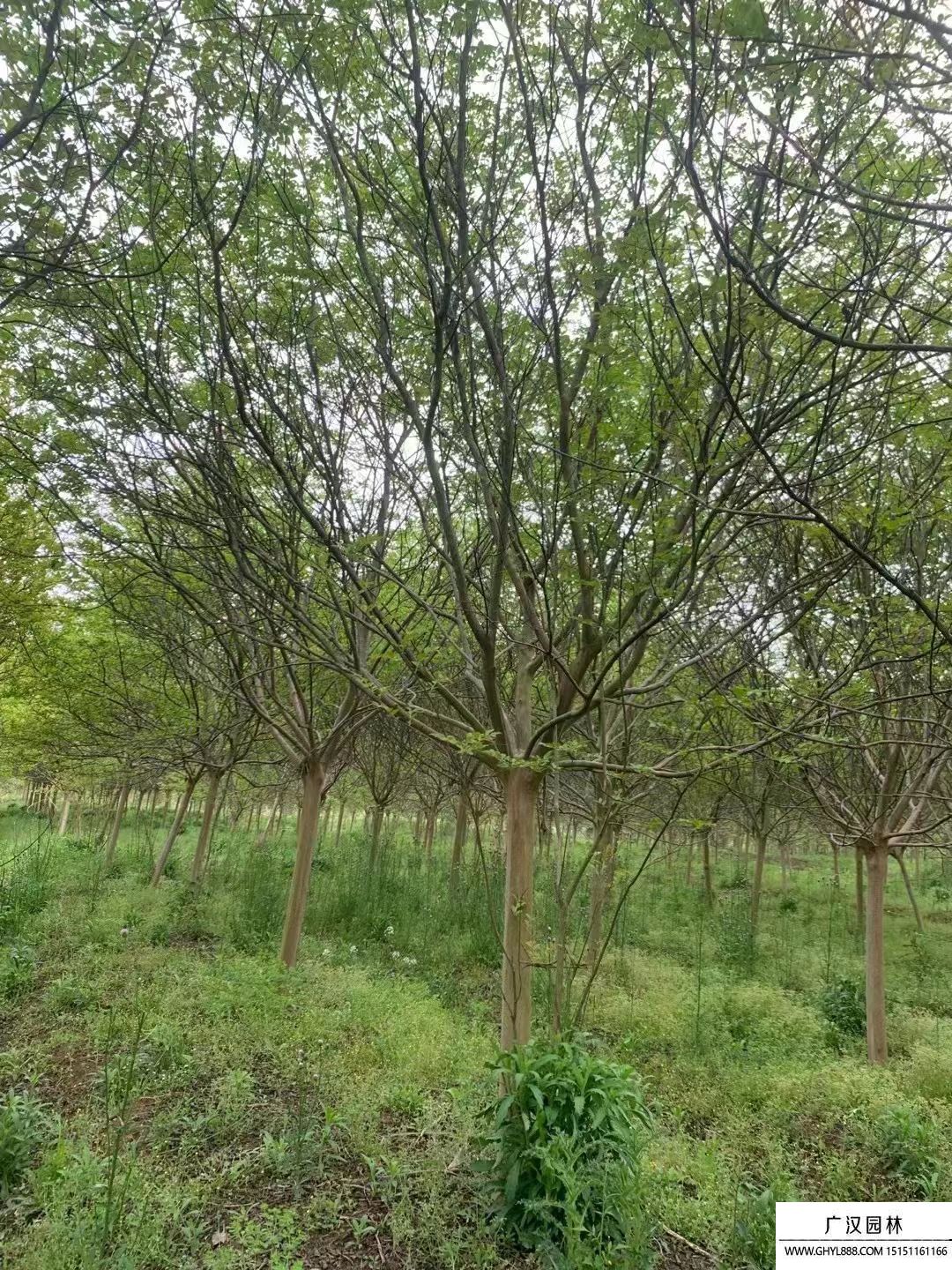 紫薇在园林景观中都有哪些应用？_绿化_植于_城市