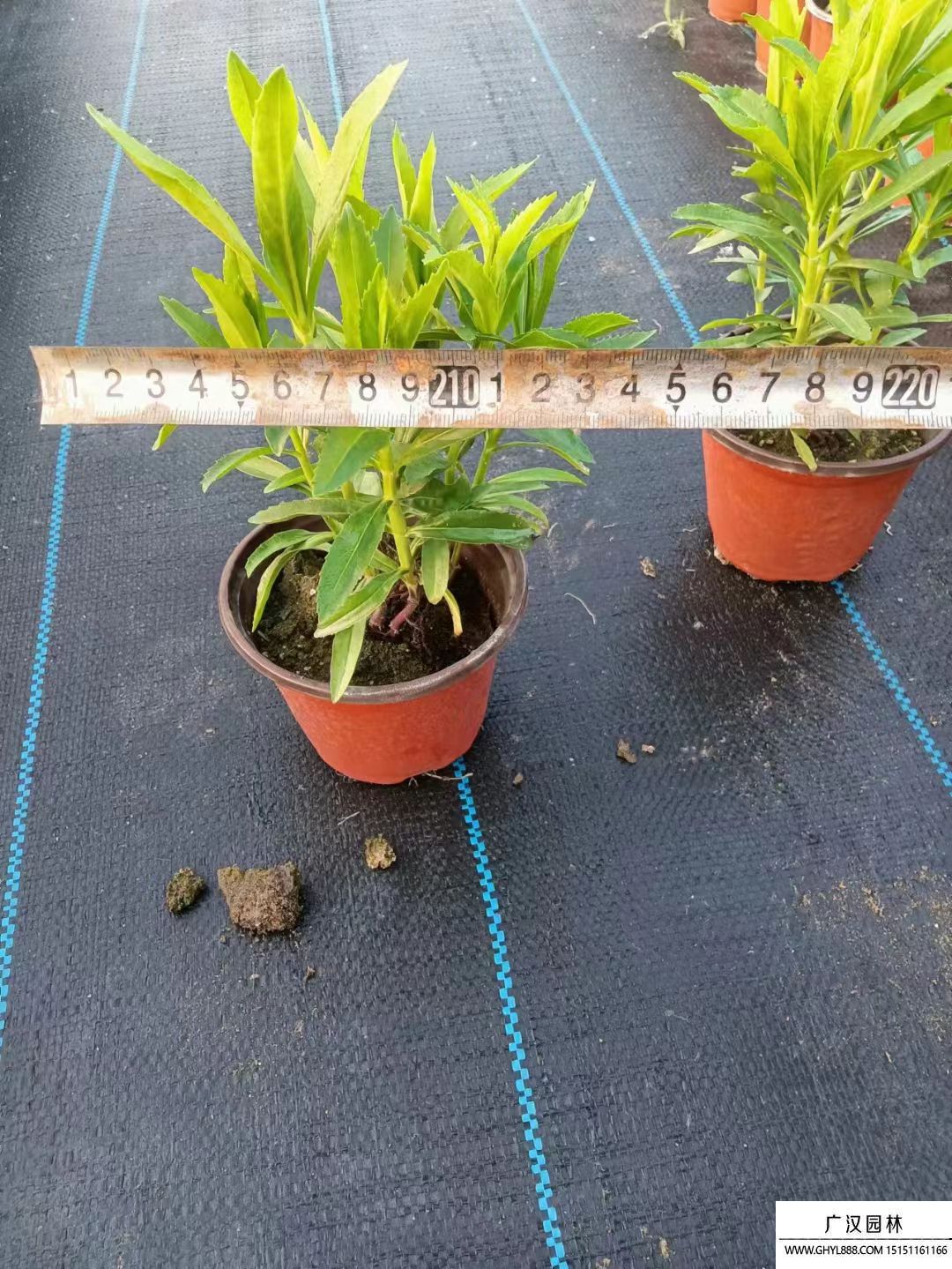 假龙头