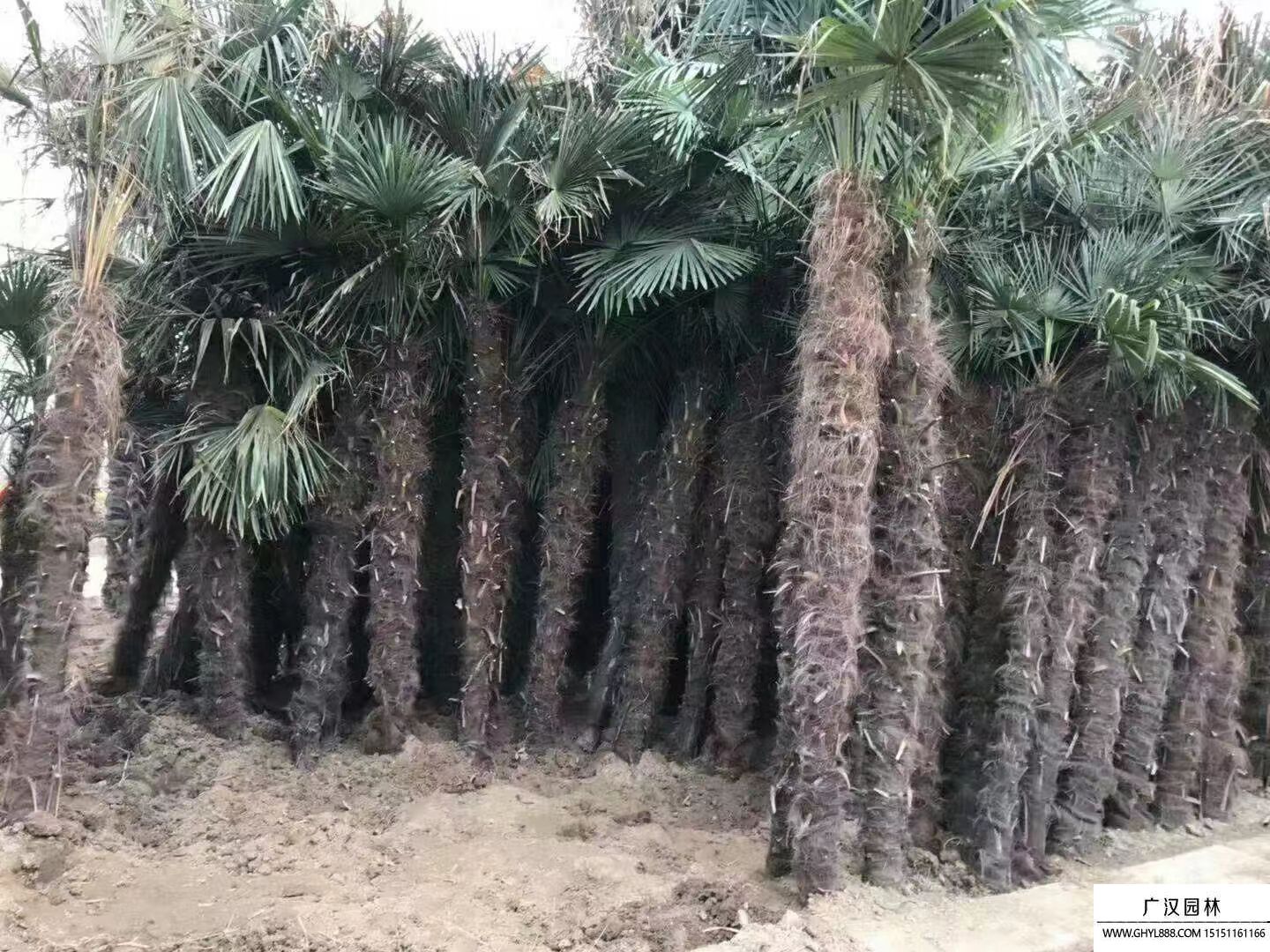 棕榈树 (5).jpg