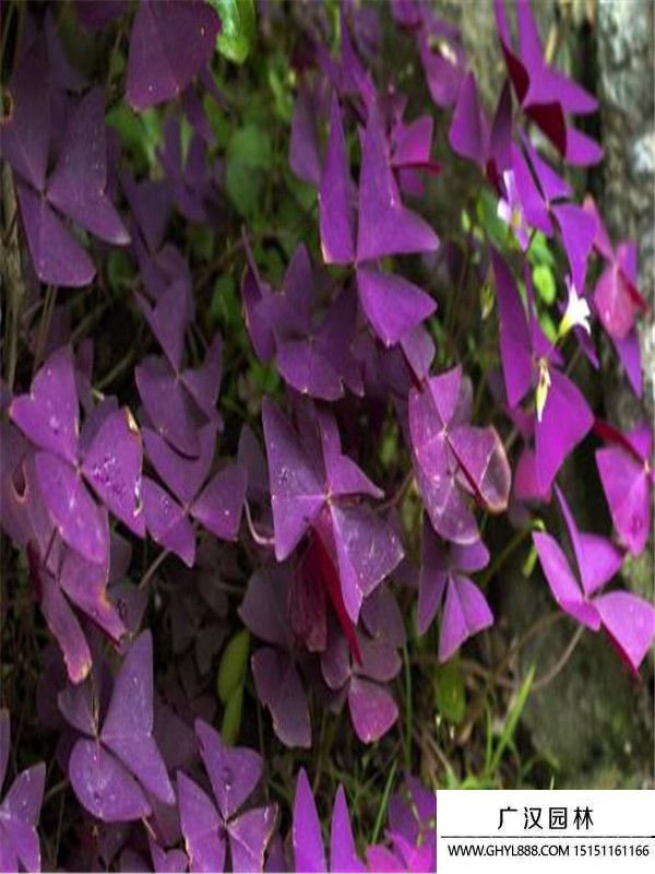 紫叶酢浆草 (4).jpg