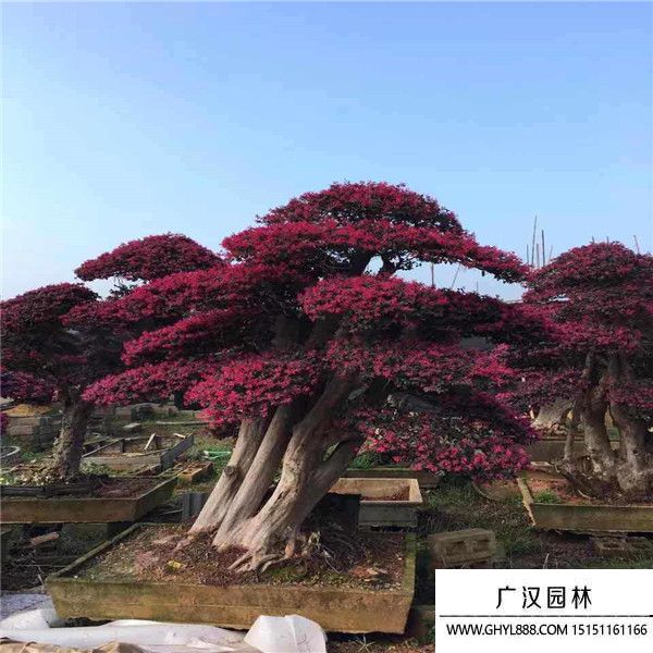 红花继木木桩盆景 (2).jpg