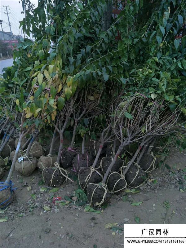腊梅 (11).jpg