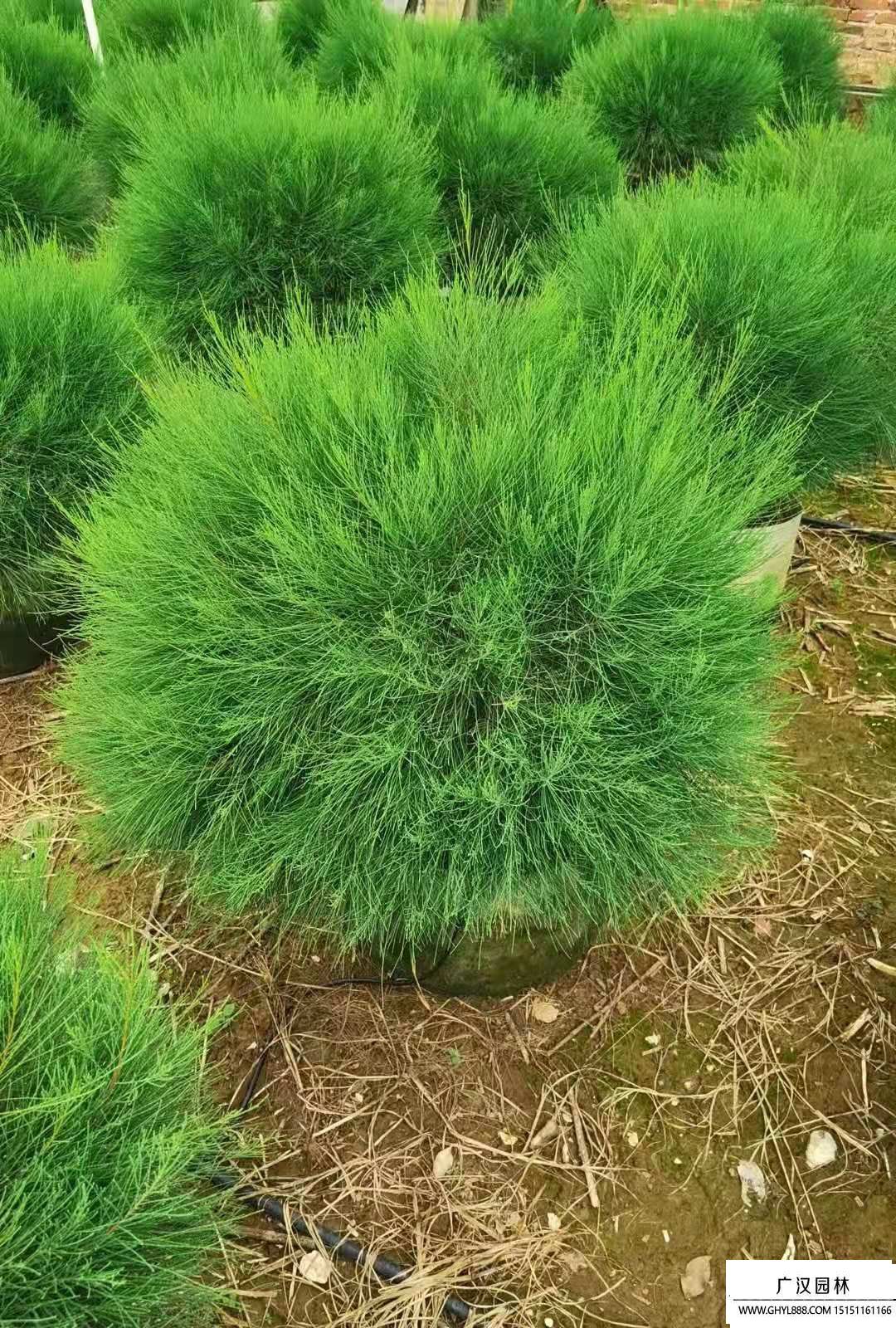 木麻黄木材图片