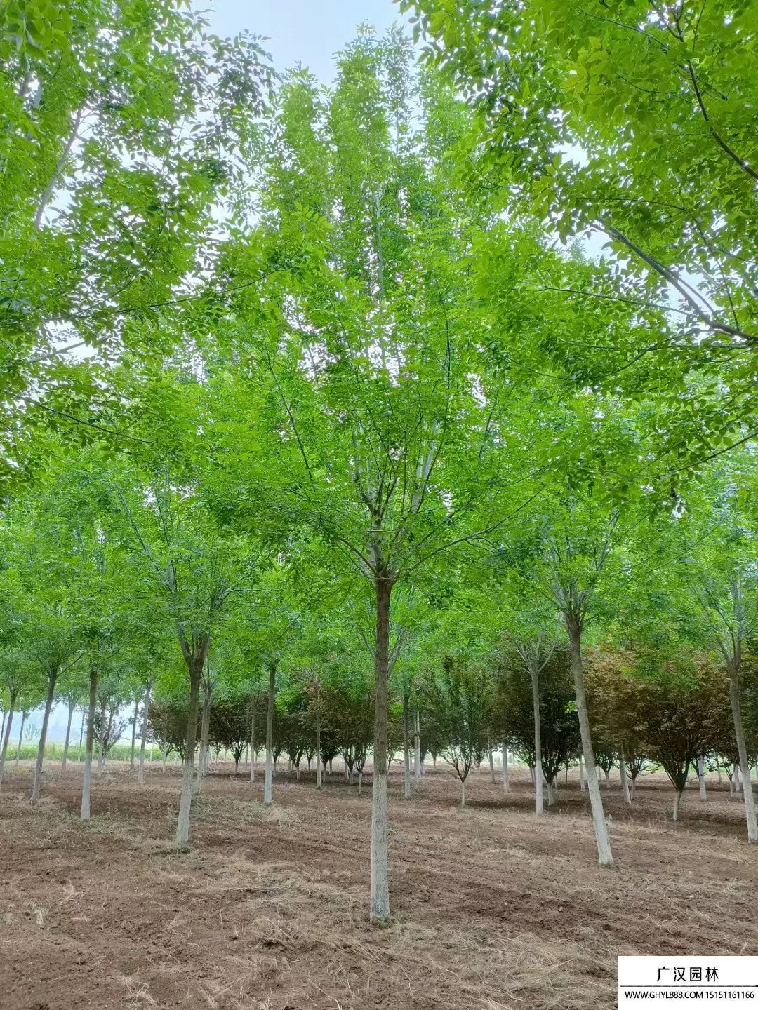 白蜡树
