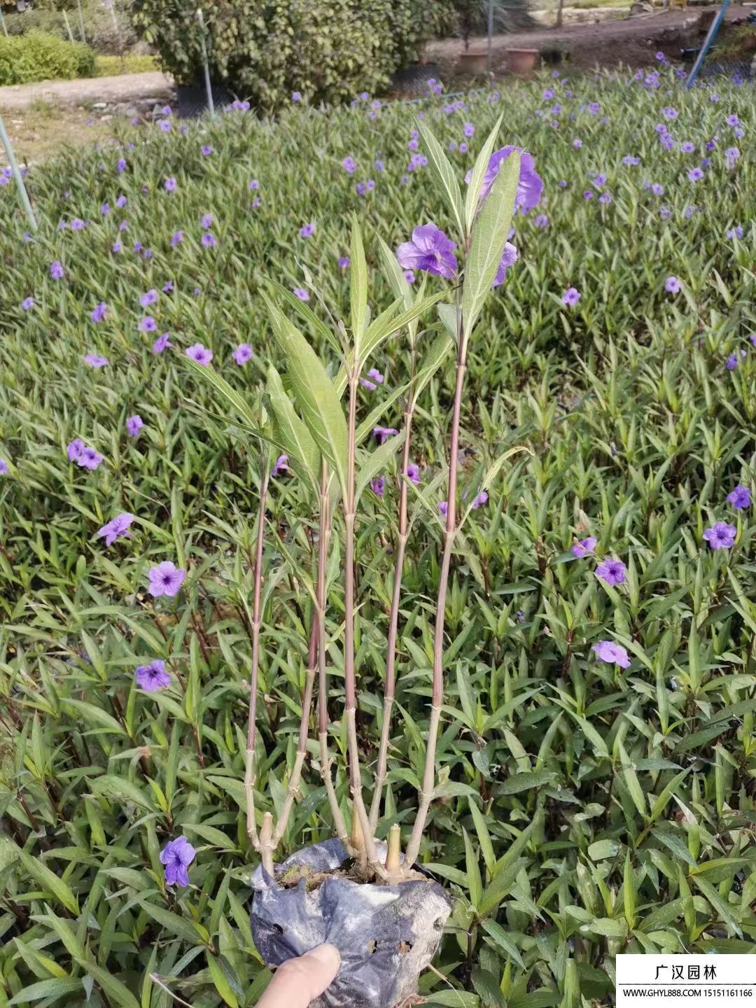 紫花翠芦莉 (1).jpg