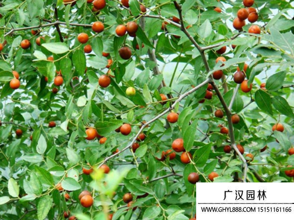 酸枣树种子