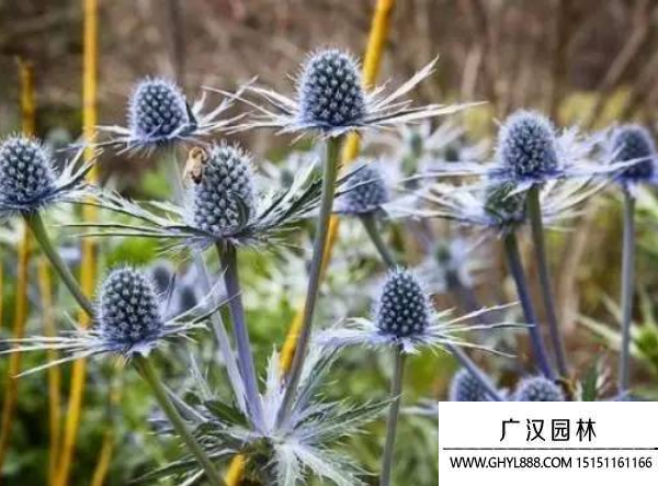 刺芹种子