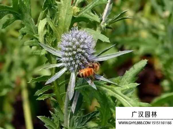 刺芹种子