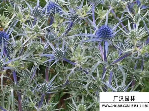 刺芹种子