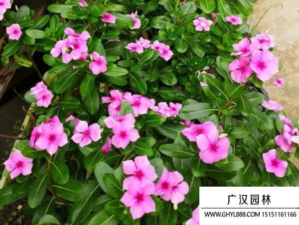 日日春种子