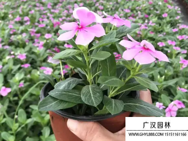 日日春种子