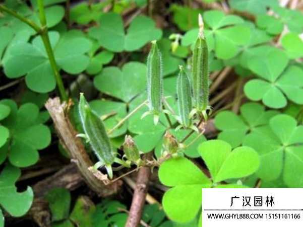 黄花酢浆草种子