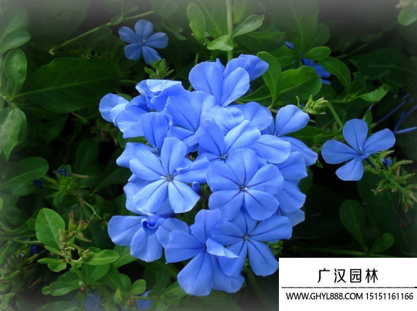 蓝花丹种子
