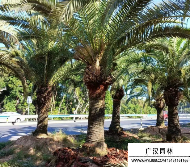 加拿利海枣