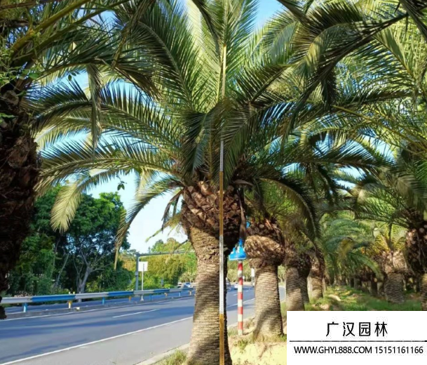 加拿利海枣