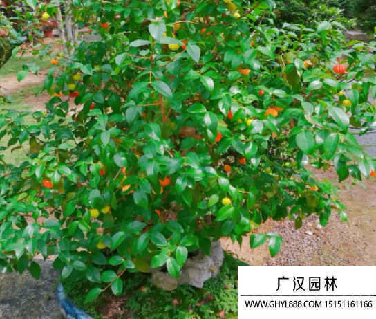 红果仔