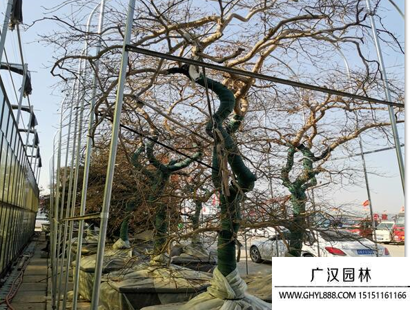 日本羽毛枫树