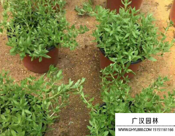 垂盆草