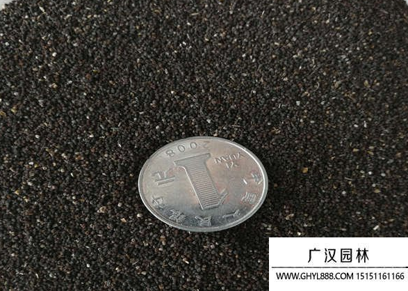 金鱼草种子