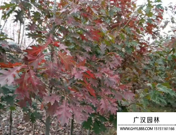 欧洲红栎