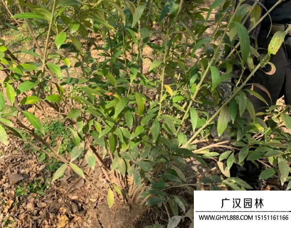 丛生连翘球