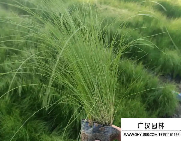 细叶针茅