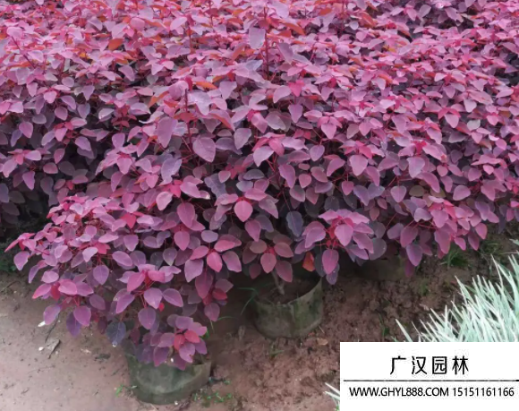 紫锦木