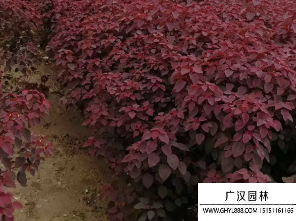 紫锦木