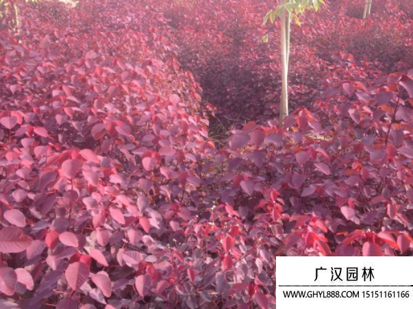 紫锦木