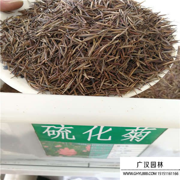 硫华菊种子