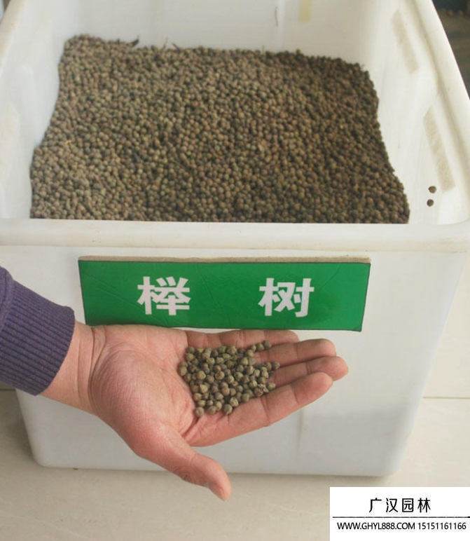 榉树种子